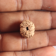 Load image into Gallery viewer, 14 mukhi Indonesian Rudraksha -  Bead No. 80
