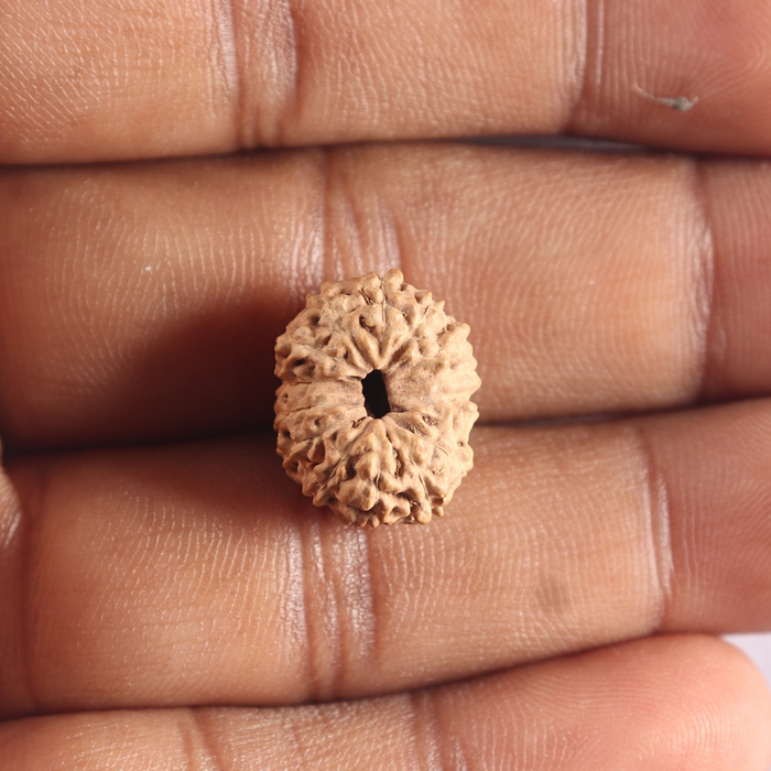 14 mukhi Indonesian Rudraksha -  Bead No. 80