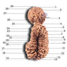 Load image into Gallery viewer, 29 Mukhi GauriShankar Rudraksha from Indonesia - Bead No. D
