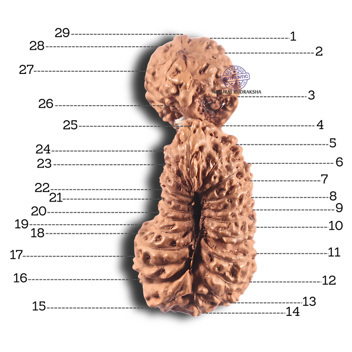 29 Mukhi GauriShankar Rudraksha from Indonesia - Bead No. D