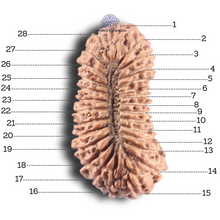 Load image into Gallery viewer, 28 Mukhi Rudraksha from Indonesia - C
