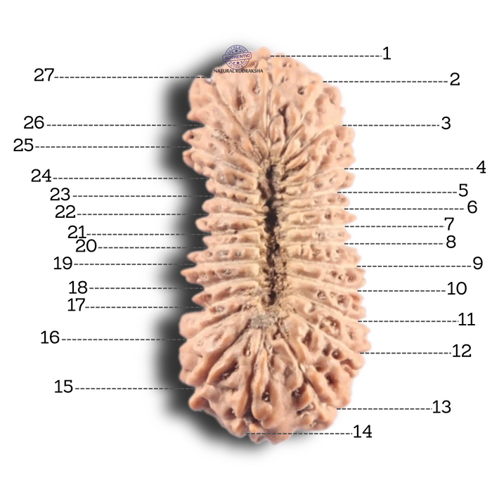 27 Mukh Rudraksha from Indonesia - Bead No. T