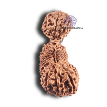 Load image into Gallery viewer, 29 Mukhi GauriShankar Rudraksha from Indonesia - Bead No. D
