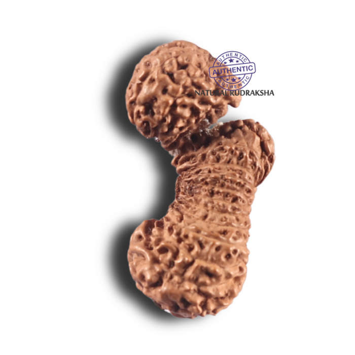 29 Mukhi GauriShankar Rudraksha from Indonesia - Bead No. D