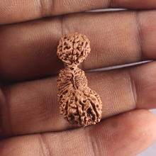 Load image into Gallery viewer, 29 Mukhi GauriShankar Rudraksha from Indonesia - Bead No. D
