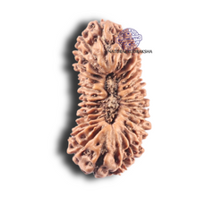 Load image into Gallery viewer, 28 Mukhi Rudraksha from Indonesia - C
