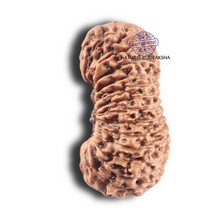 Load image into Gallery viewer, 28 Mukhi Rudraksha from Indonesia - C
