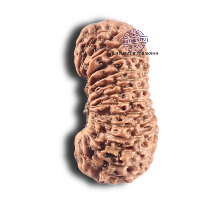 28 Mukhi Rudraksha from Indonesia - C