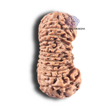 Load image into Gallery viewer, 28 Mukhi Rudraksha from Indonesia - C
