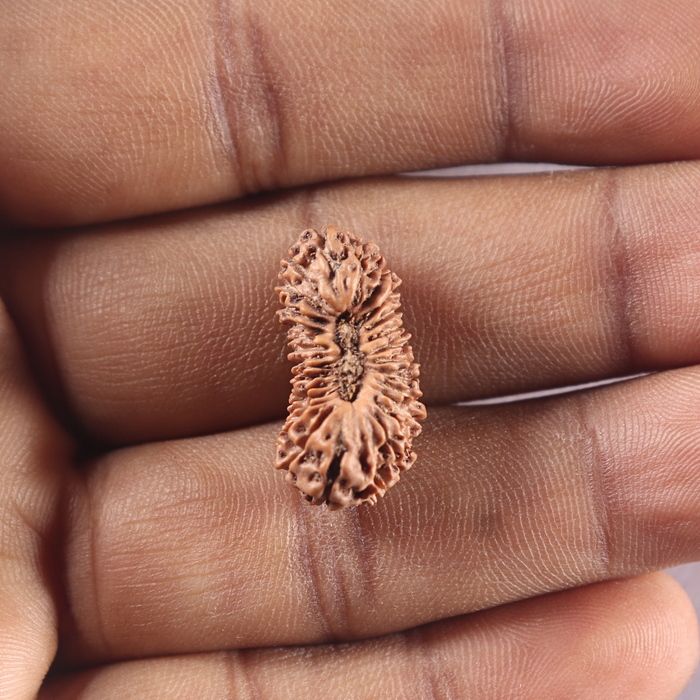 28 Mukhi Rudraksha from Indonesia - C