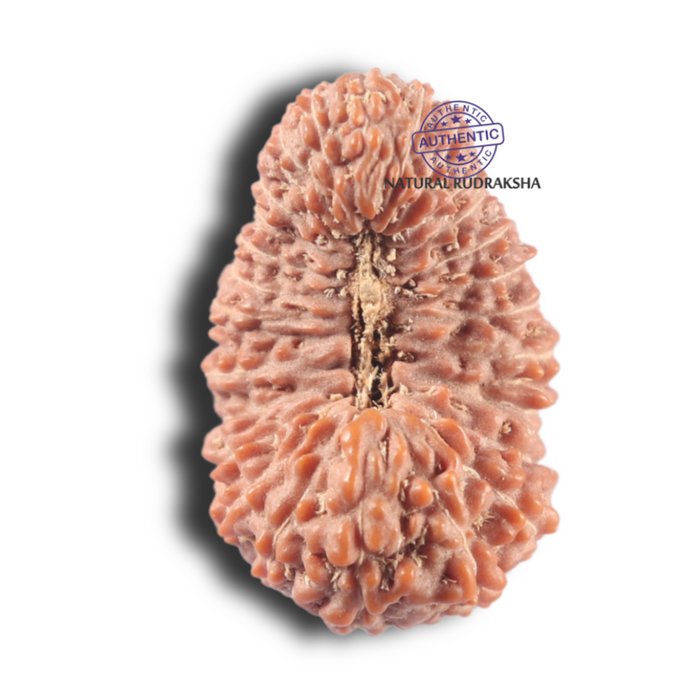 26 Mukhi Rudraksha from Indonesia X