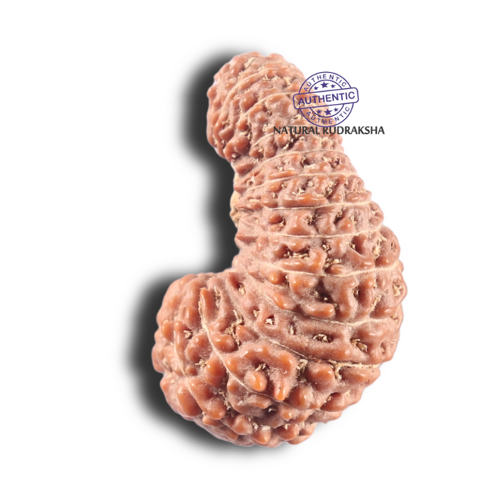 26 Mukhi Rudraksha from Indonesia X