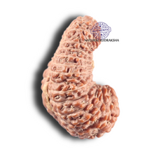 Load image into Gallery viewer, 26 Mukhi Rudraksha from Indonesia X
