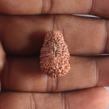 Load image into Gallery viewer, 26 Mukhi Rudraksha from Indonesia X
