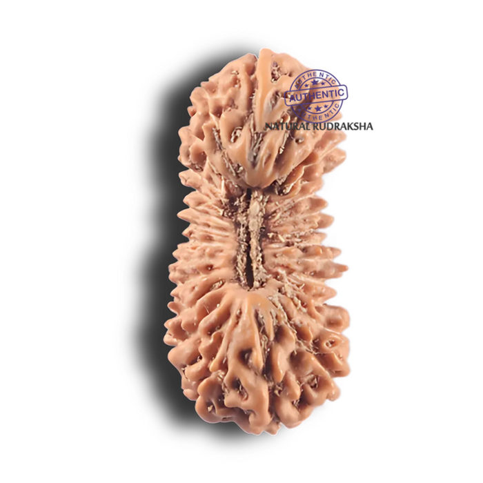 27 Mukh Rudraksha from Indonesia - Bead No. T