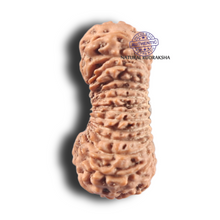 Load image into Gallery viewer, 27 Mukh Rudraksha from Indonesia - Bead No. T
