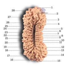 Load image into Gallery viewer, 28 Mukhi Rudraksha from Indonesia D
