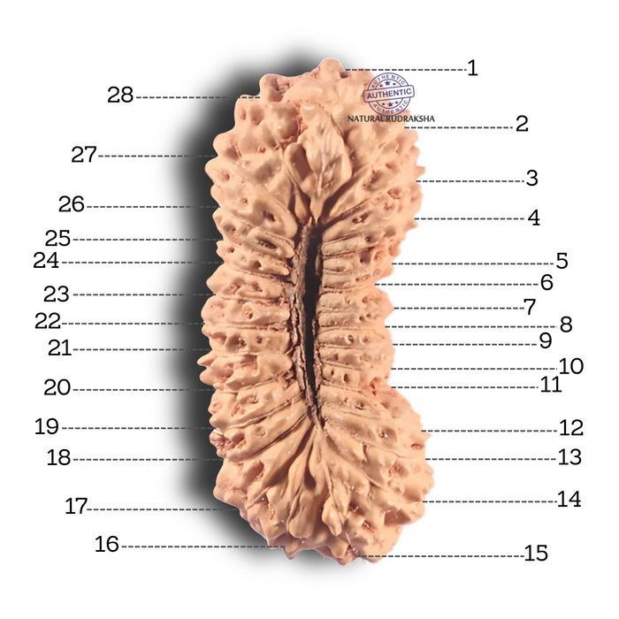 28 Mukhi Rudraksha from Indonesia D