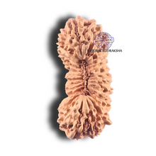 Load image into Gallery viewer, 28 Mukhi Rudraksha from Indonesia D
