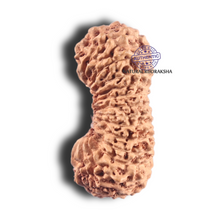 Load image into Gallery viewer, 28 Mukhi Rudraksha from Indonesia D
