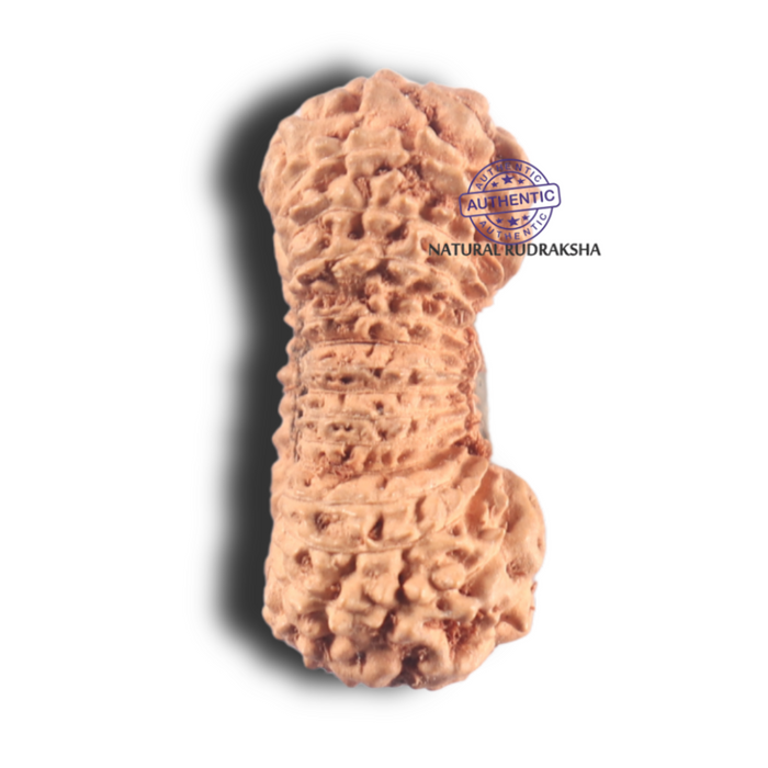 28 Mukhi Rudraksha from Indonesia D