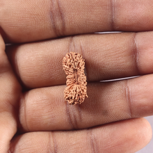 Load image into Gallery viewer, 28 Mukhi Rudraksha from Indonesia D
