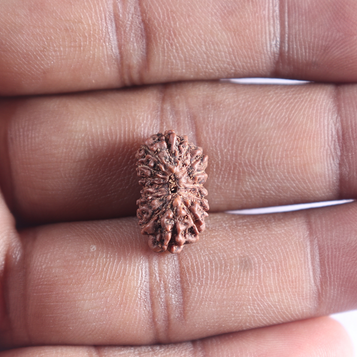 16 Mukhi Rudraksha from Indonesia - Bead No. 110