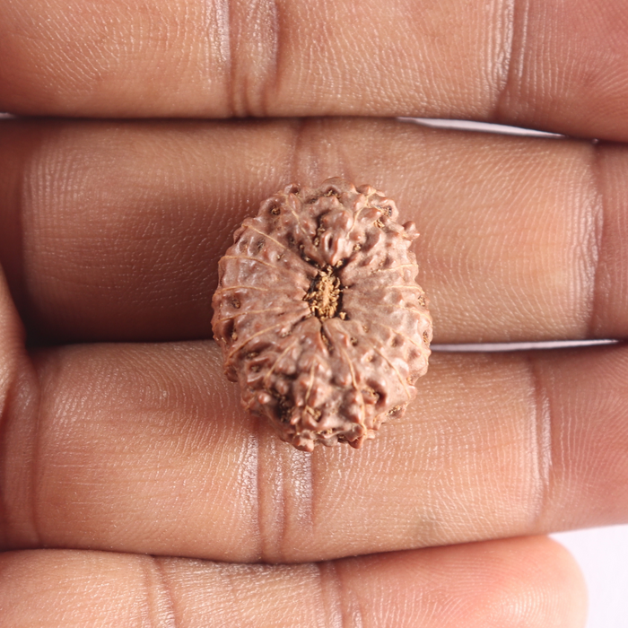16 Mukhi Rudraksha from Indonesia - Bead No. 121
