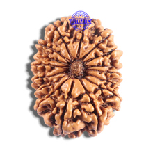 Load image into Gallery viewer, 15 Mukhi Rudraksha from Nepal - Bead No. 83
