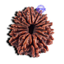 Load image into Gallery viewer, 15 Mukhi Rudraksha from Nepal - Bead No. 84
