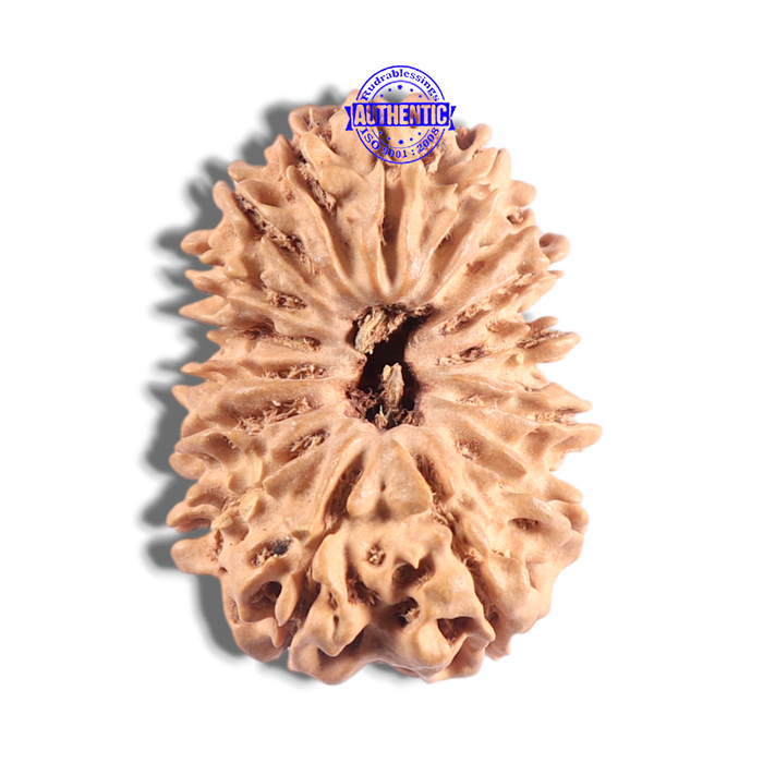 16 Mukhi Rudraksha from Nepal - Bead No. 127