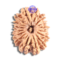 Load image into Gallery viewer, 16 Mukhi Rudraksha from Nepal - Bead No. 129
