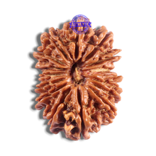 Load image into Gallery viewer, 16 Mukhi Rudraksha from Nepal - Bead No. 132
