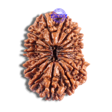 Load image into Gallery viewer, 16 Mukhi Rudraksha from Nepal - Bead No. 133
