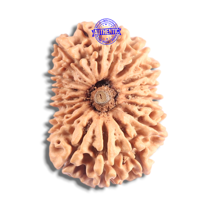 17 Mukhi Nepalese Rudraksha - Bead No. 73
