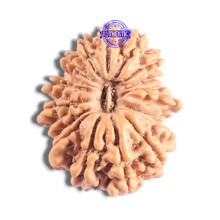 Load image into Gallery viewer, 17 Mukhi Nepalese Rudraksha - Bead No. 74
