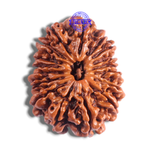Load image into Gallery viewer, 17 Mukhi Nepalese Rudraksha - Bead No. 76
