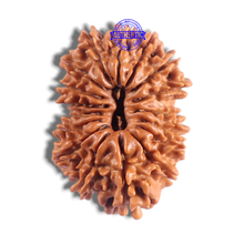 Load image into Gallery viewer, 17 Mukhi Nepalese Rudraksha - Bead No. 77
