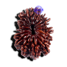 Load image into Gallery viewer, 17 Mukhi Nepalese Rudraksha - Bead No. 79
