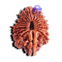 Load image into Gallery viewer, 20 Mukhi Nepalese Rudraksha - Bead No. 10
