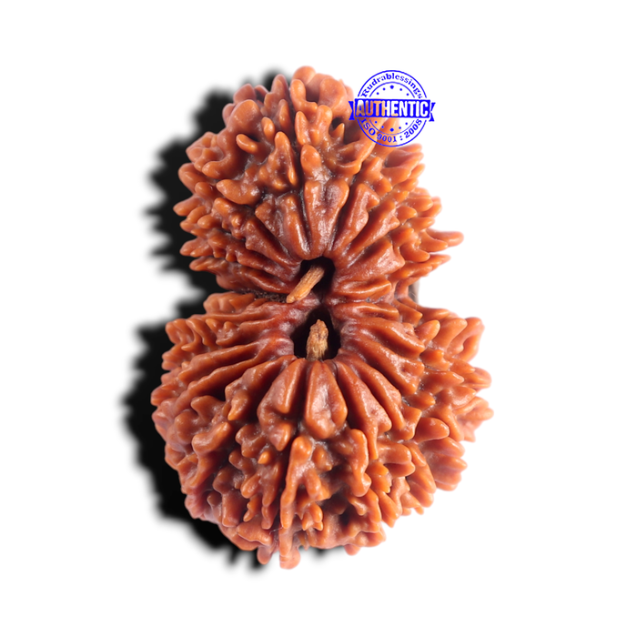 20 Mukhi Gaurishankar Nepalese Rudraksha - Bead No 11