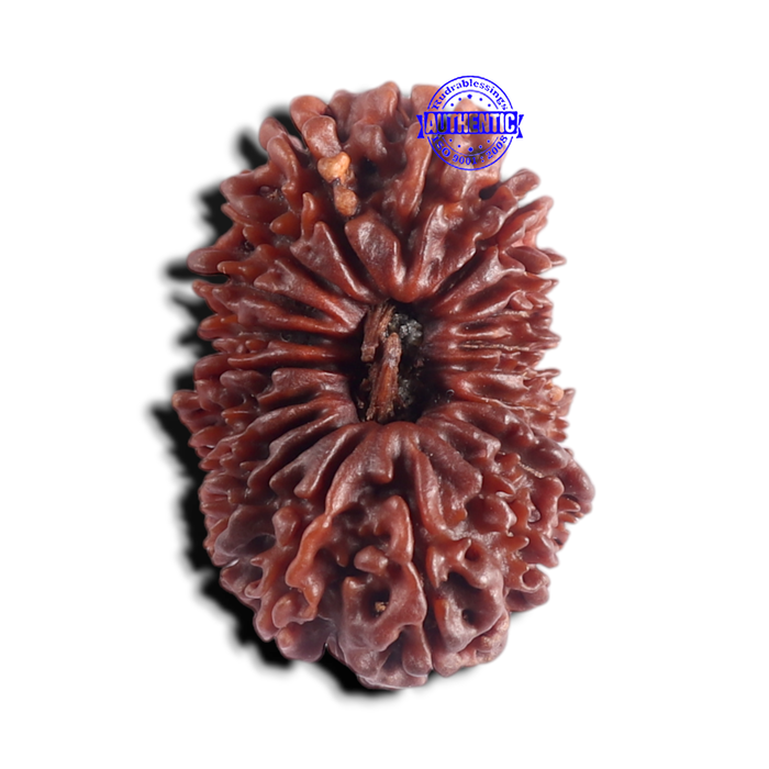 20 Mukhi Nepalese Rudraksha - Bead No 12