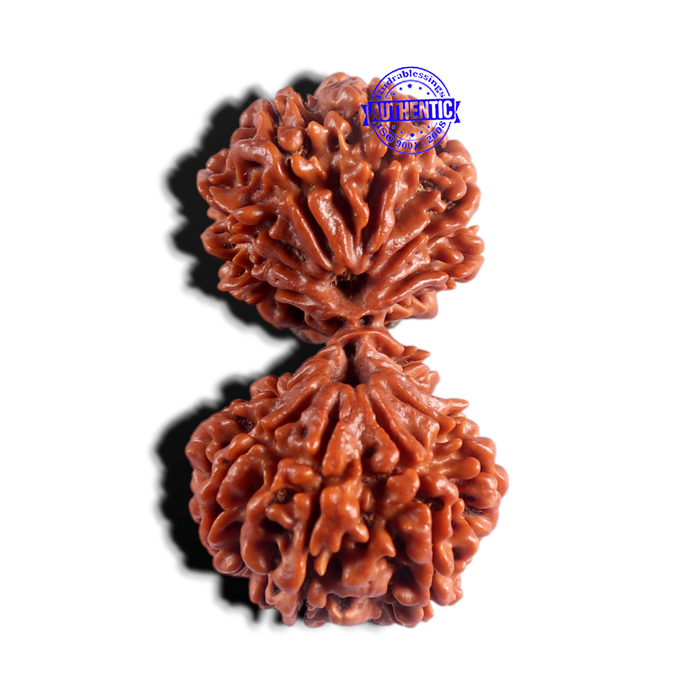 18 Mukhi Gaurishankar Rudraksha from Nepal - Bead No. 60