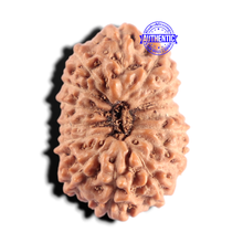 Load image into Gallery viewer, 15 Mukhi Indonesian Rudraksha - Bead No. 314
