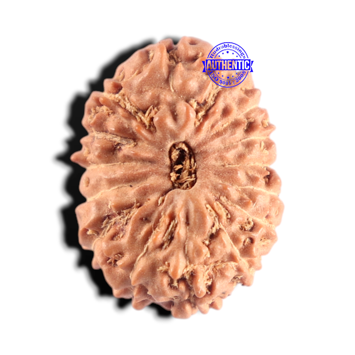 15 Mukhi Indonesian Rudraksha - Bead No. 315