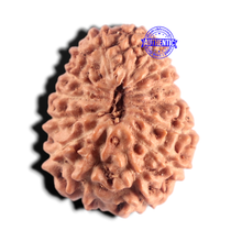Load image into Gallery viewer, 15 Mukhi Indonesian Rudraksha - Bead No. 316
