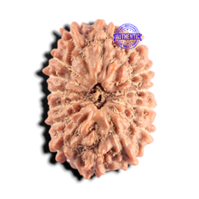 Load image into Gallery viewer, 15 Mukhi Indonesian Rudraksha - Bead No. 319
