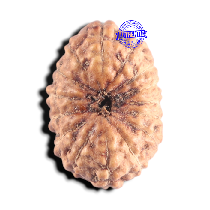 15 Mukhi Indonesian Rudraksha - Bead No. 320