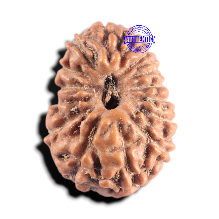 15 Mukhi Indonesian Rudraksha - Bead No. 323