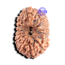 Load image into Gallery viewer, 15 Mukhi Indonesian Rudraksha - Bead No. 324
